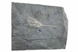 Ordovician Fossil Crinoid (Cupulocrinus) - Ontario #224909-1